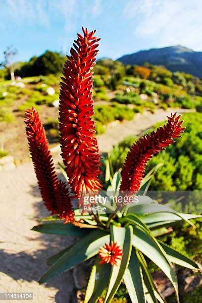 1,033 Kirstenbosch Botanic Gardens Stock Photos